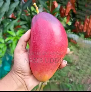 King of Mango Tree