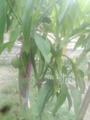 King of Mango Tree