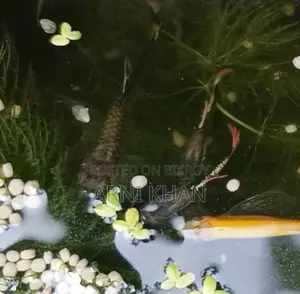 Mixed Guppy Fish Fry