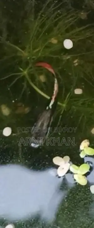 Mixed Guppy Fish Fry