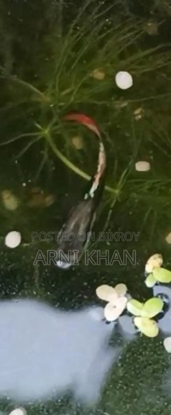 Mixed Guppy Fish Fry
