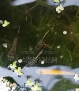 Mixed Guppy Fish Fry