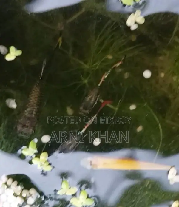 Mixed Guppy Fish Fry