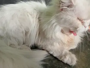 Original Persian female cat for sell