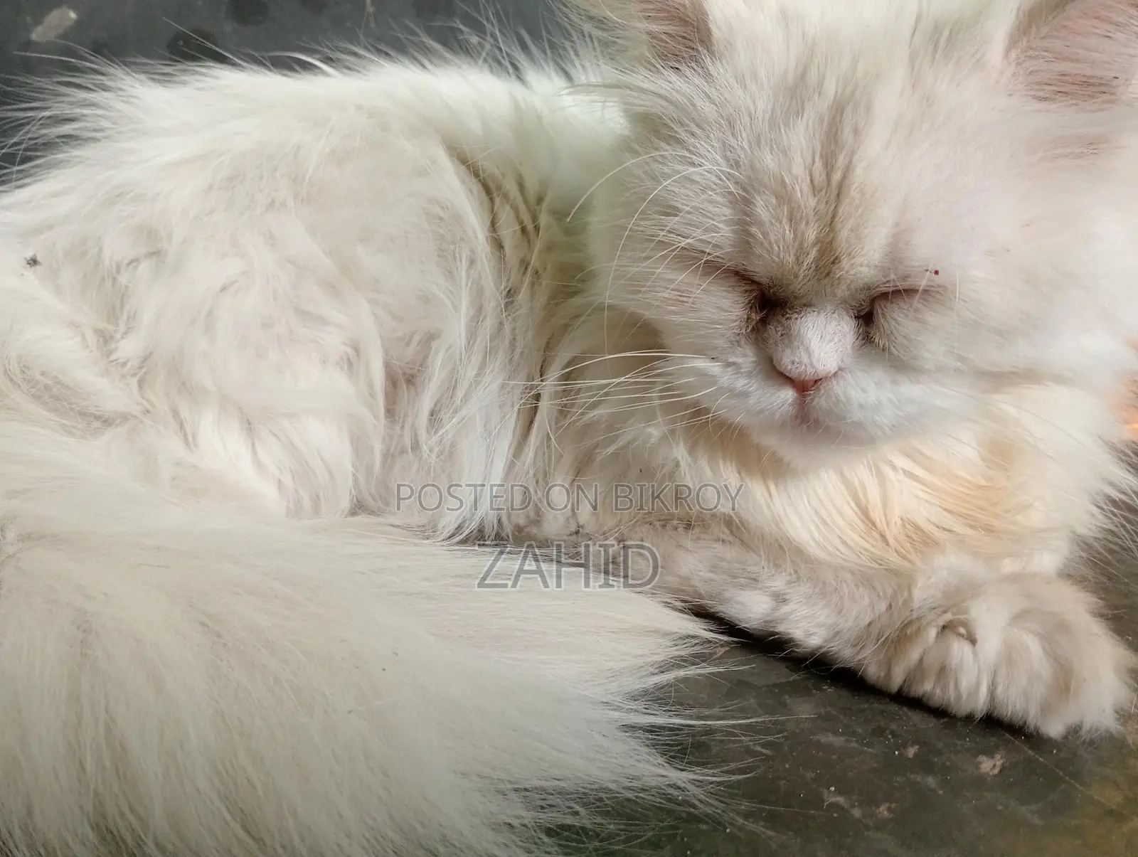Original Persian female cat for sell