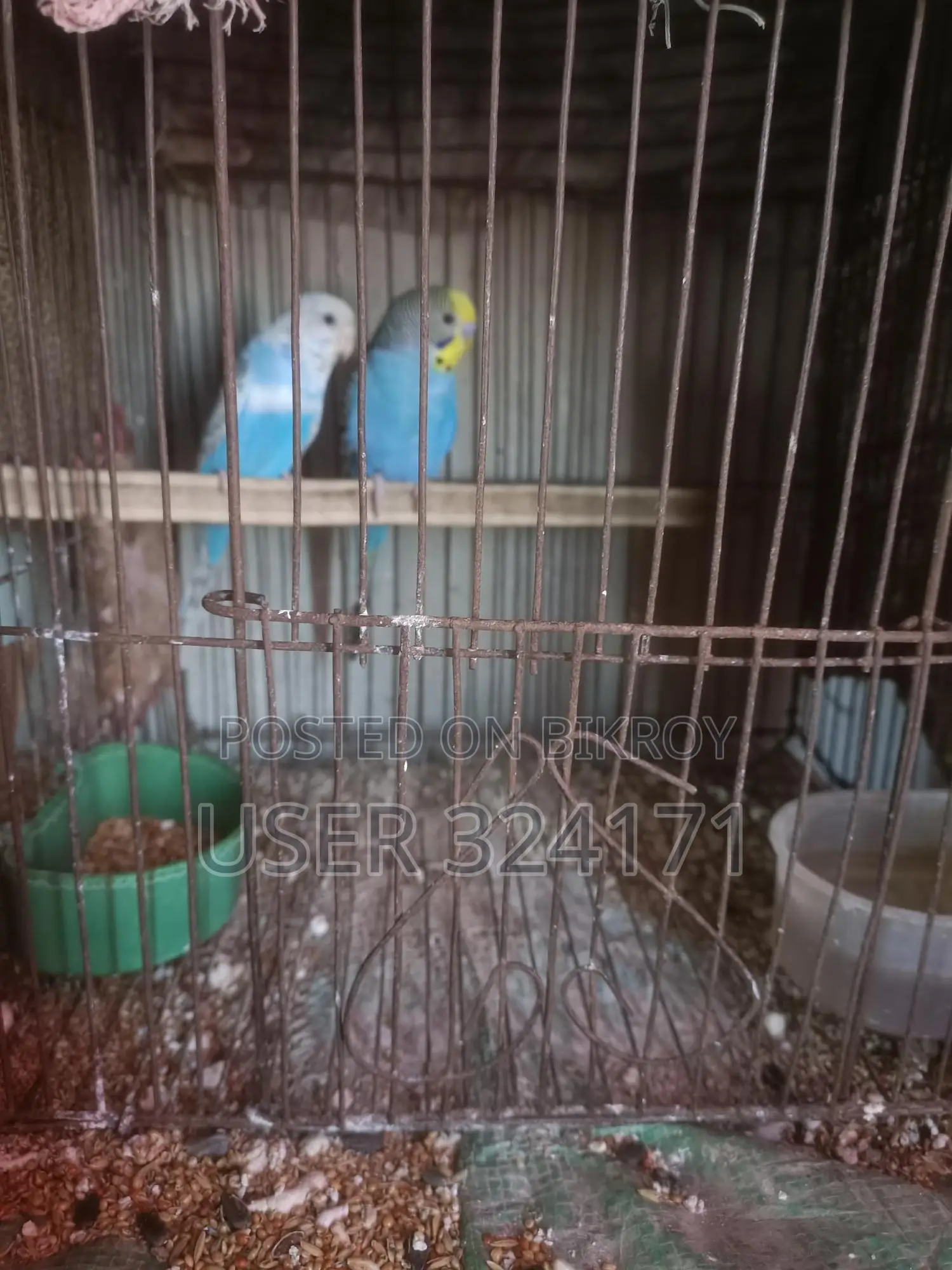 Budgerigar Pair Breeding