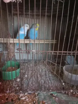 Budgerigar Pair Breeding