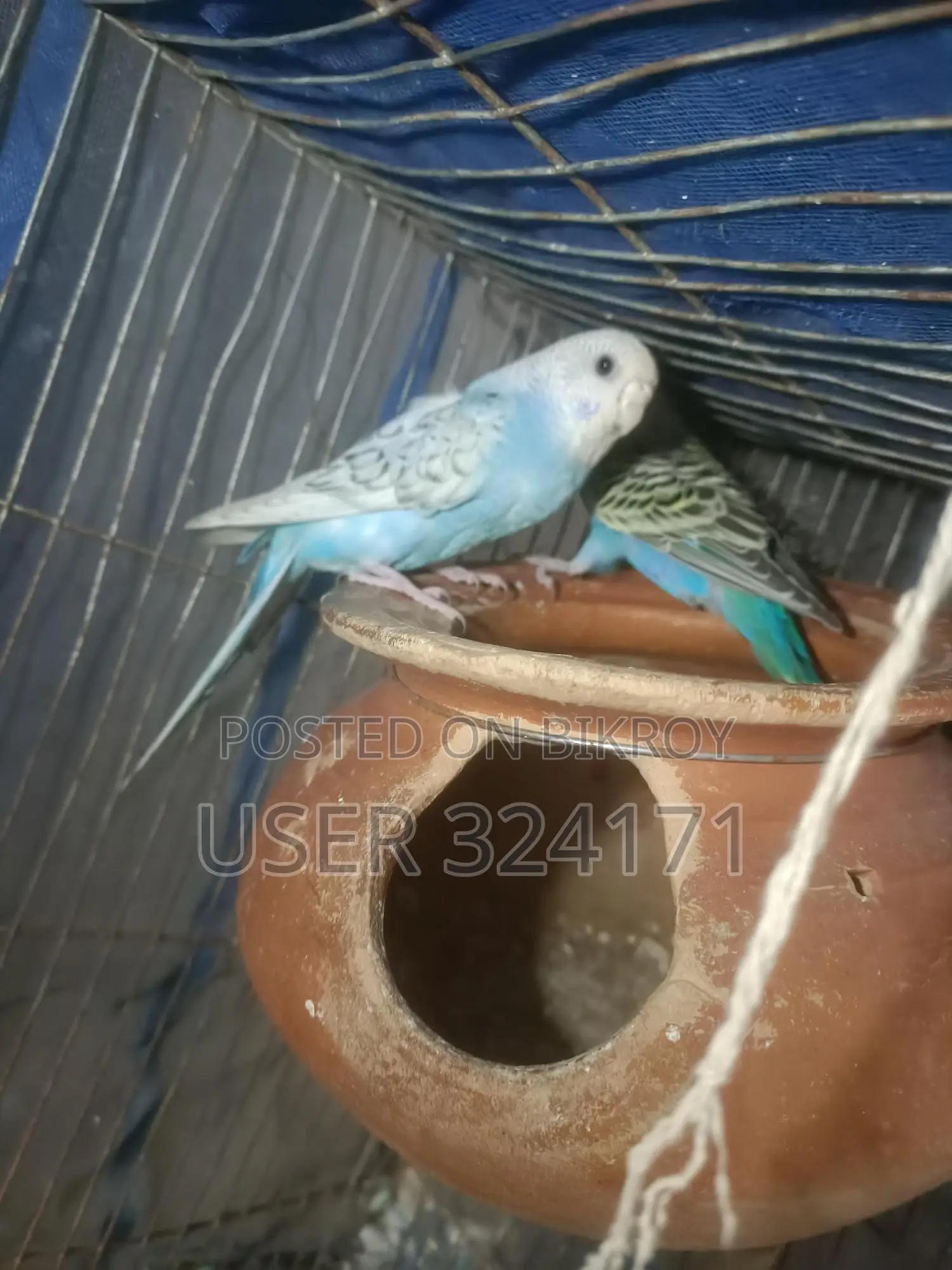 Budgerigar Pair Breeding