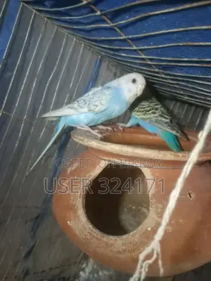 Budgerigar Pair Breeding