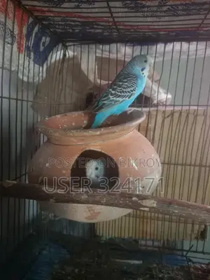 Budgerigar Pair Breeding