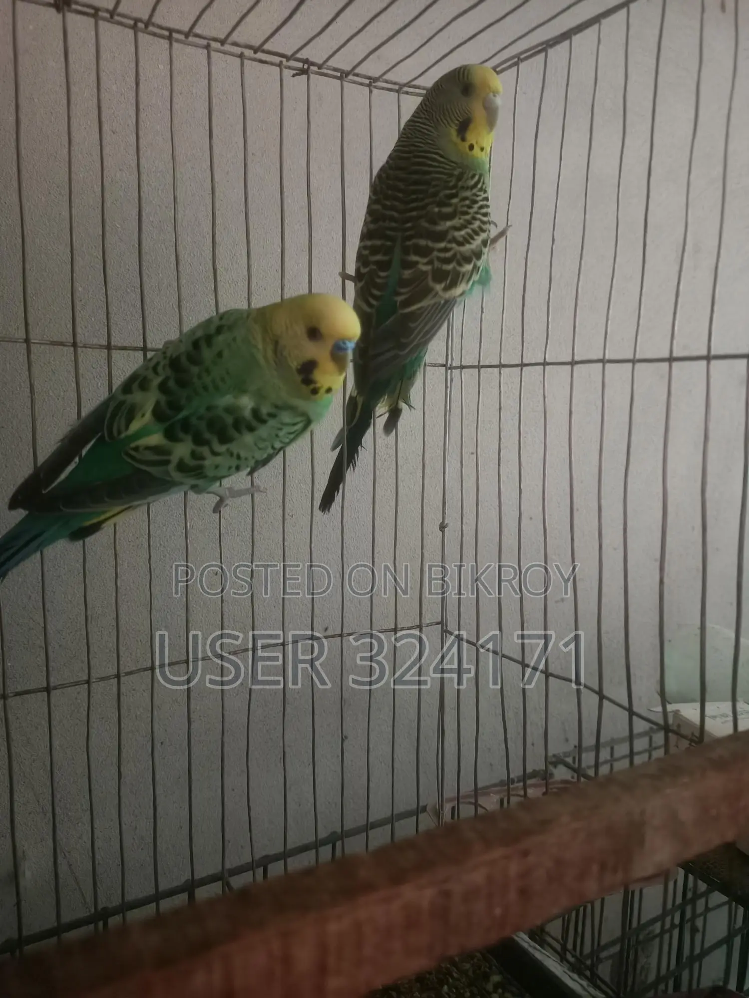 Budgerigar Pair Breeding