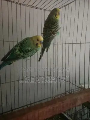 Budgerigar Pair Breeding