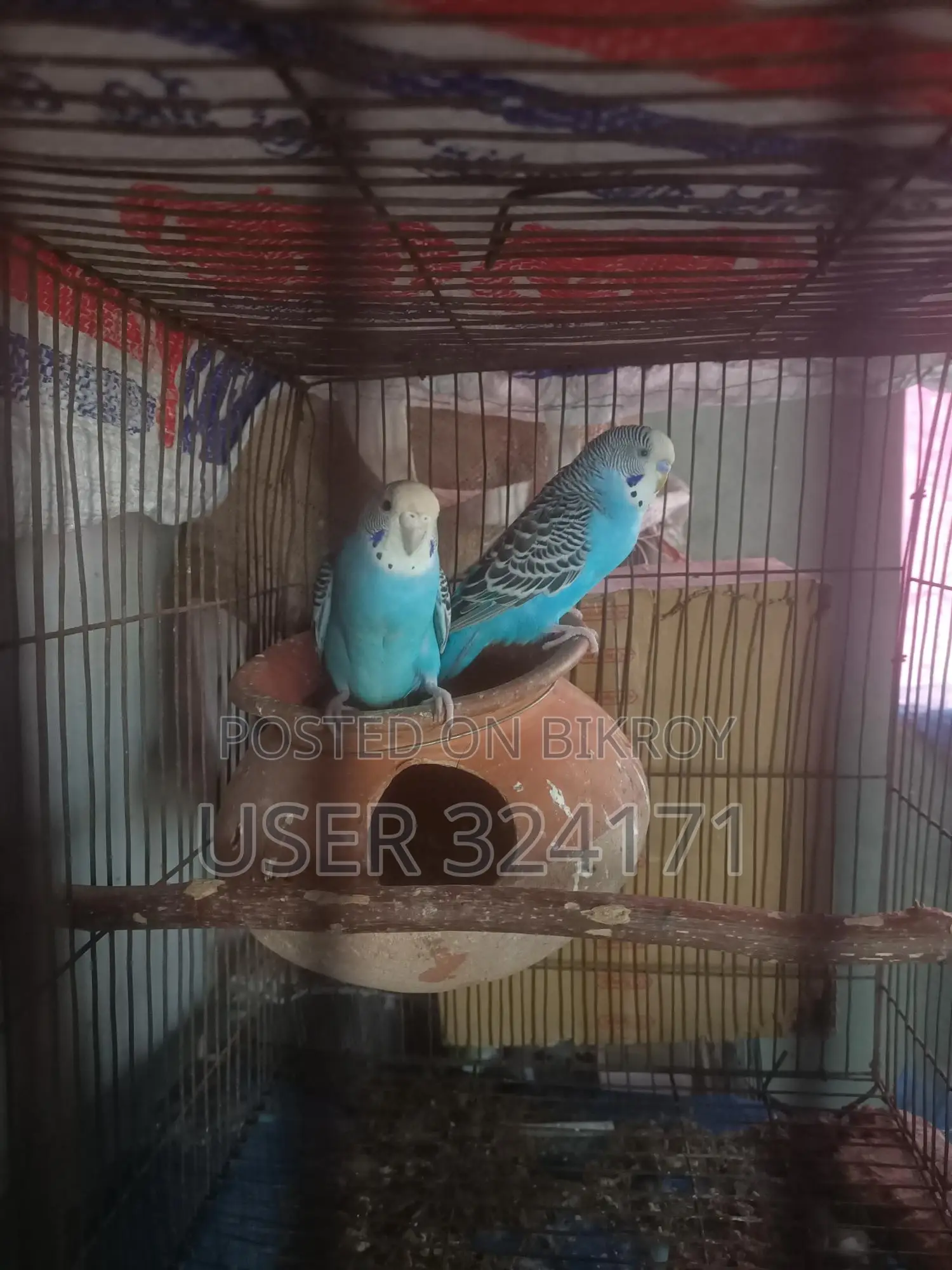 Budgerigar Pair Breeding