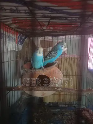 Budgerigar Pair Breeding