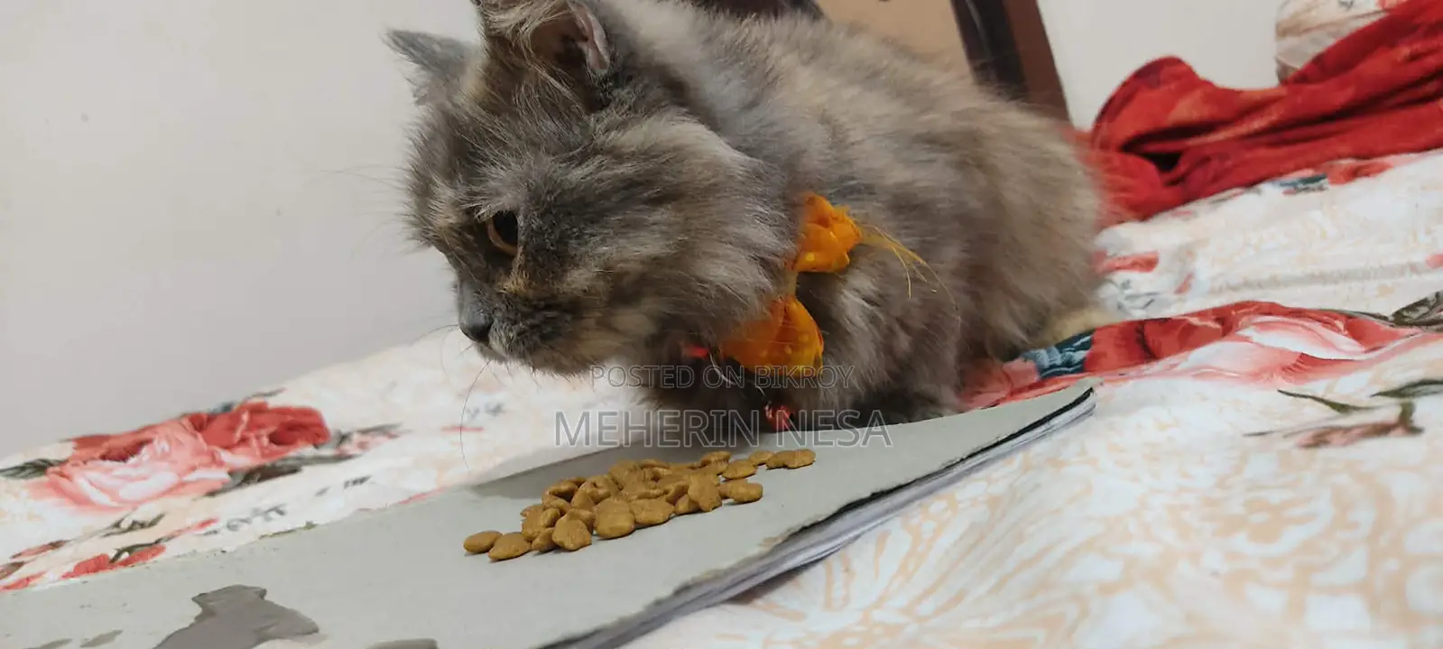 পার্সিয়ান মেয়ে বিড়াল।।