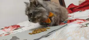 পার্সিয়ান মেয়ে বিড়াল।।
