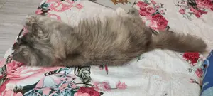 পার্সিয়ান মেয়ে বিড়াল।।