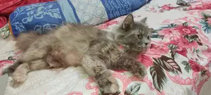 পার্সিয়ান মেয়ে বিড়াল।।