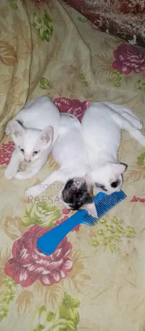 Local Breed Kittens