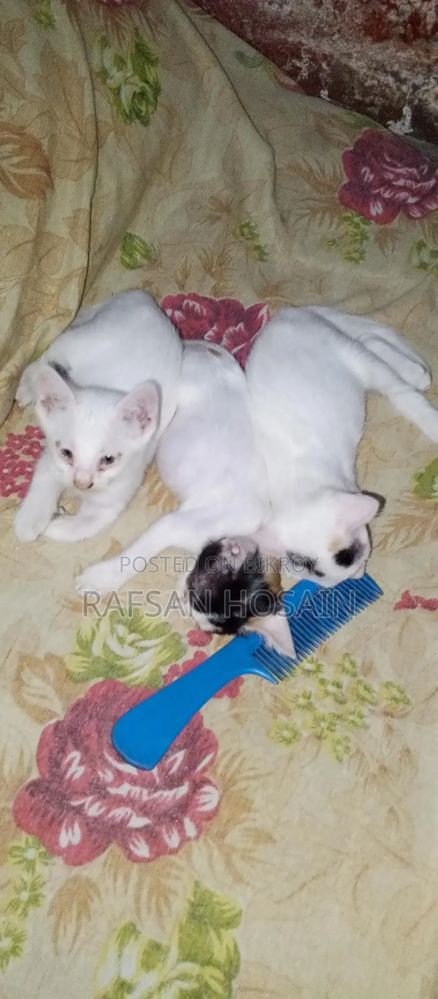 Local Breed Kittens