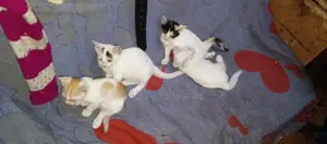 Local Breed Kittens