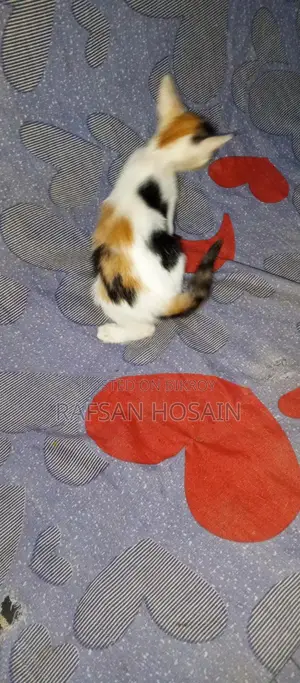 Local Breed Kittens