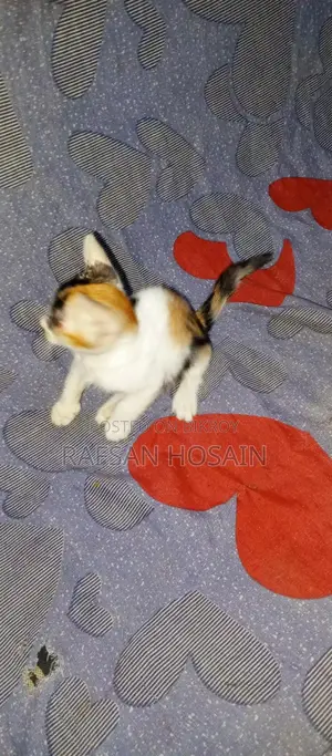 Local Breed Kittens