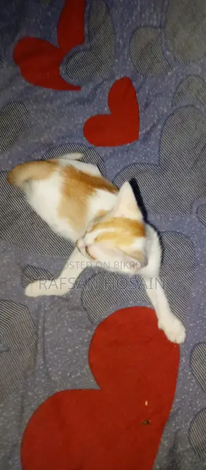 Local Breed Kittens