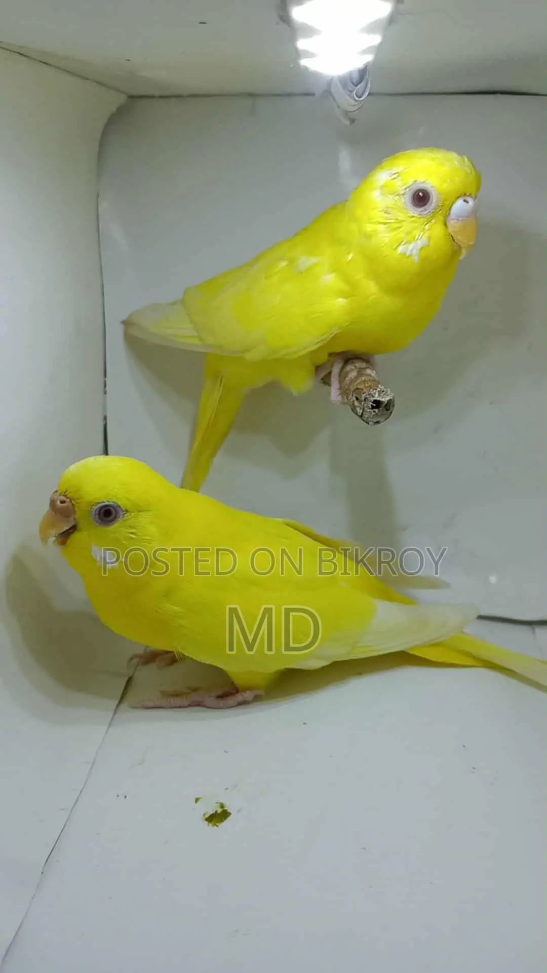 Lutino Budgie Pair