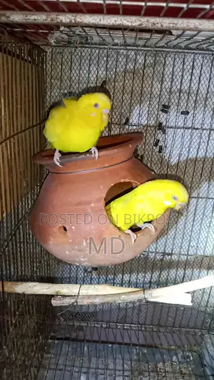 Lutino Budgie Pair