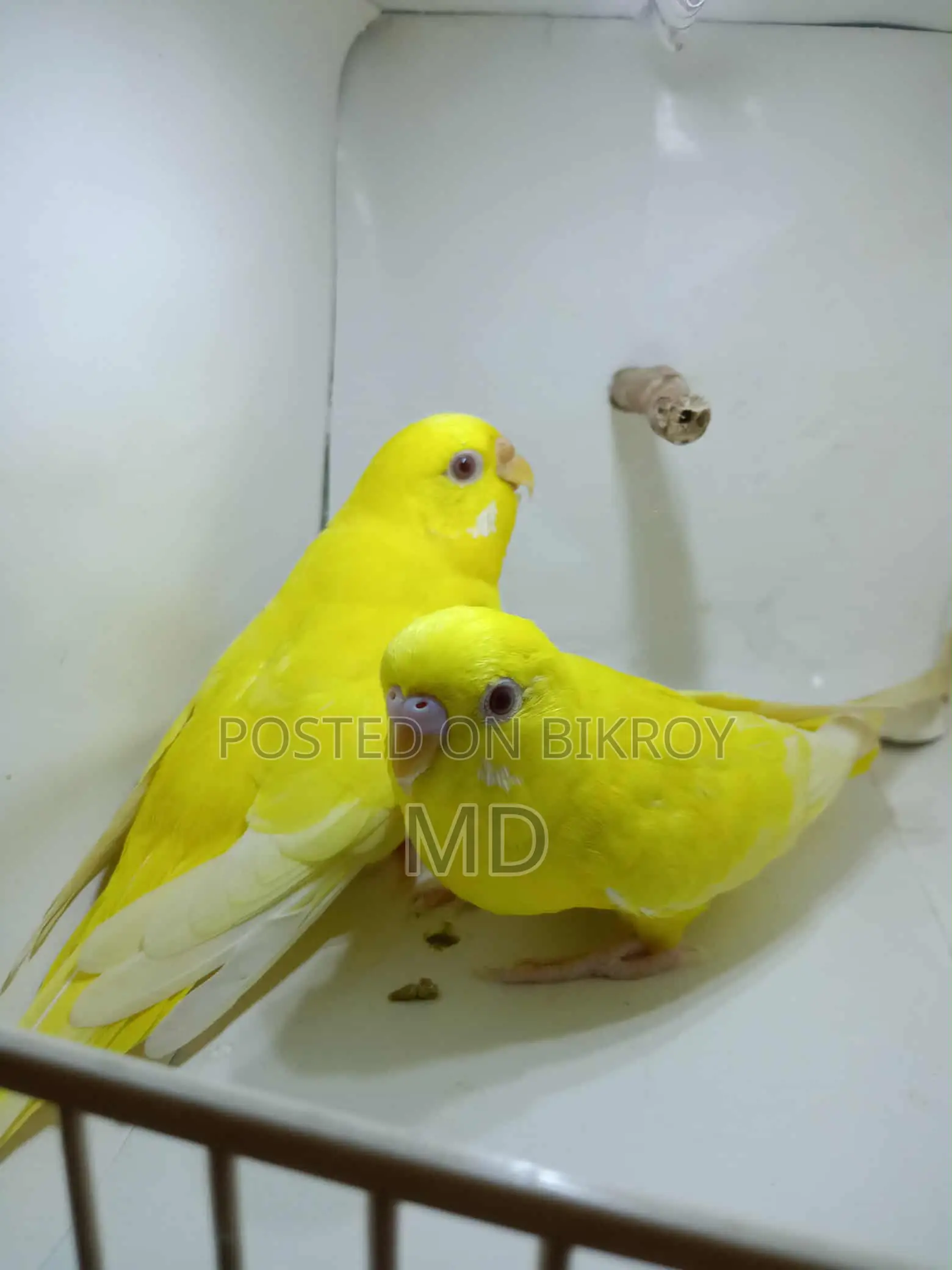 Lutino Budgie Pair