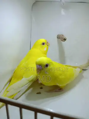 Lutino Budgie Pair