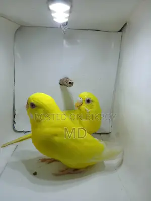 Lutino Budgie Pair