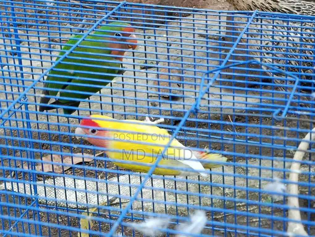 Love Bird