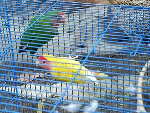 Love Bird