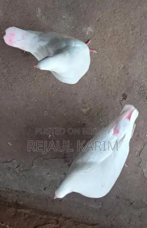 King Pigeon