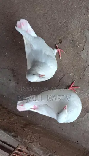King Pigeon