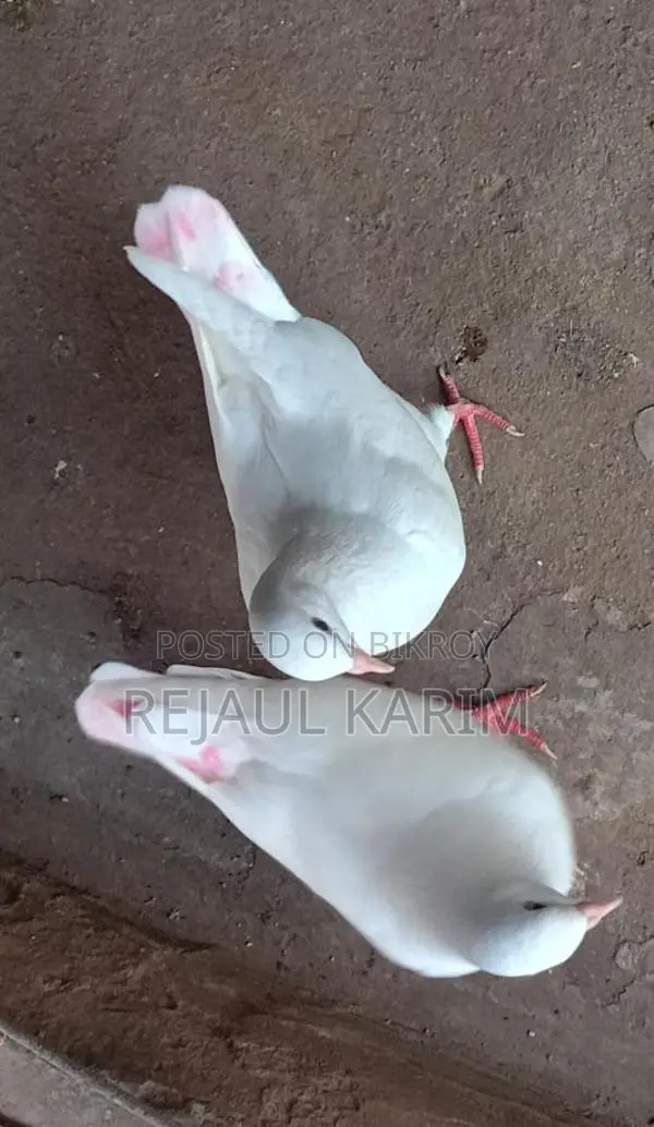 King Pigeon