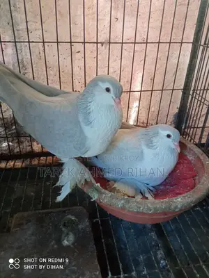 Fancy Pigeons