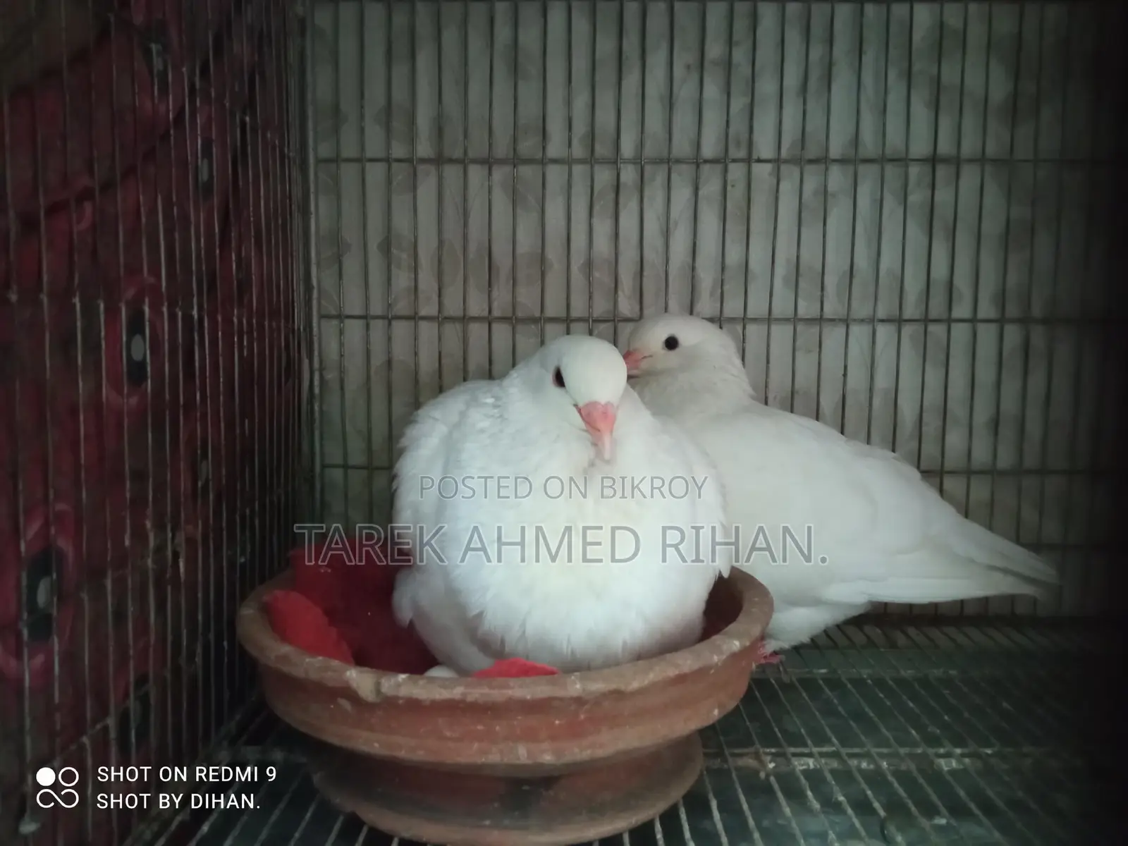 Fancy Pigeons