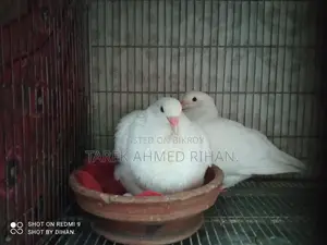 Fancy Pigeons