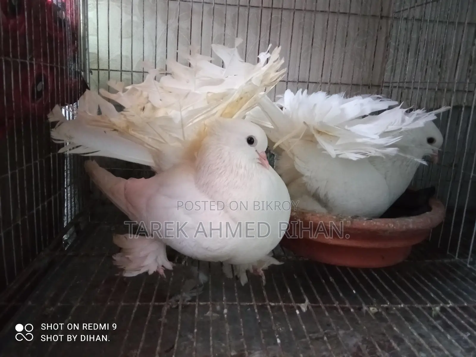 Fancy Pigeons