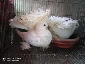 Fancy Pigeons