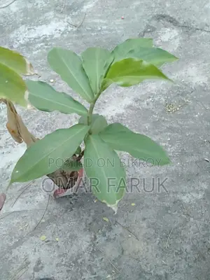 ইন্সুলেন্ট প্লান্ট এর গাছের পাতা খেলে ডায়াবেটিস কমে