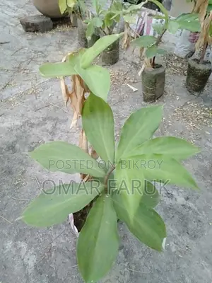 ইন্সুলেন্ট প্লান্ট এর গাছের পাতা খেলে ডায়াবেটিস কমে