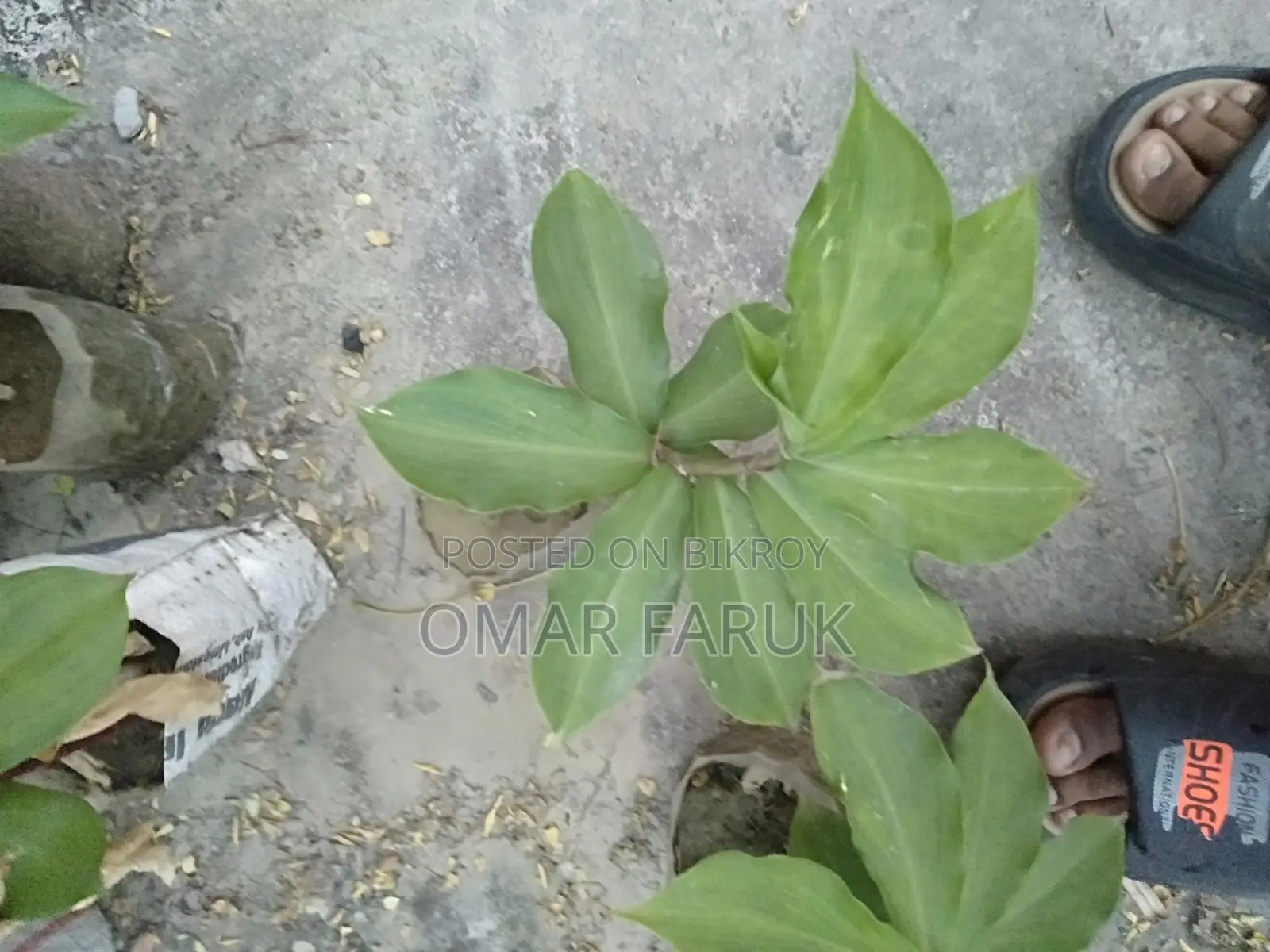 ইন্সুলেন্ট প্লান্ট এর গাছের পাতা খেলে ডায়াবেটিস কমে