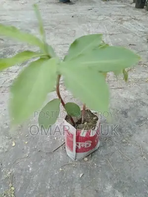 ইন্সুলেন্ট প্লান্ট এর গাছের পাতা খেলে ডায়াবেটিস কমে