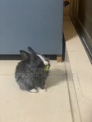Mixed Lion Head Rabbit