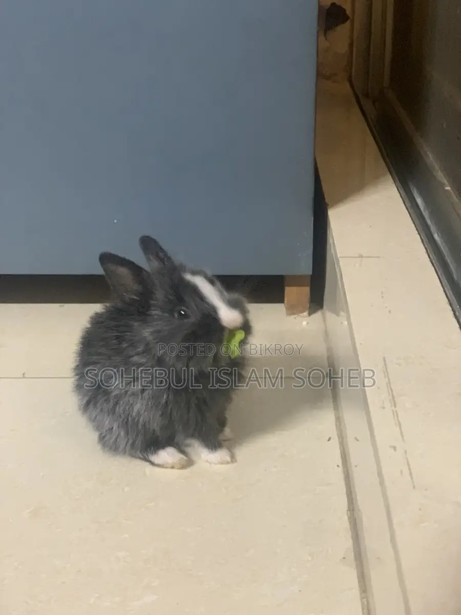 Mixed Lion Head Rabbit