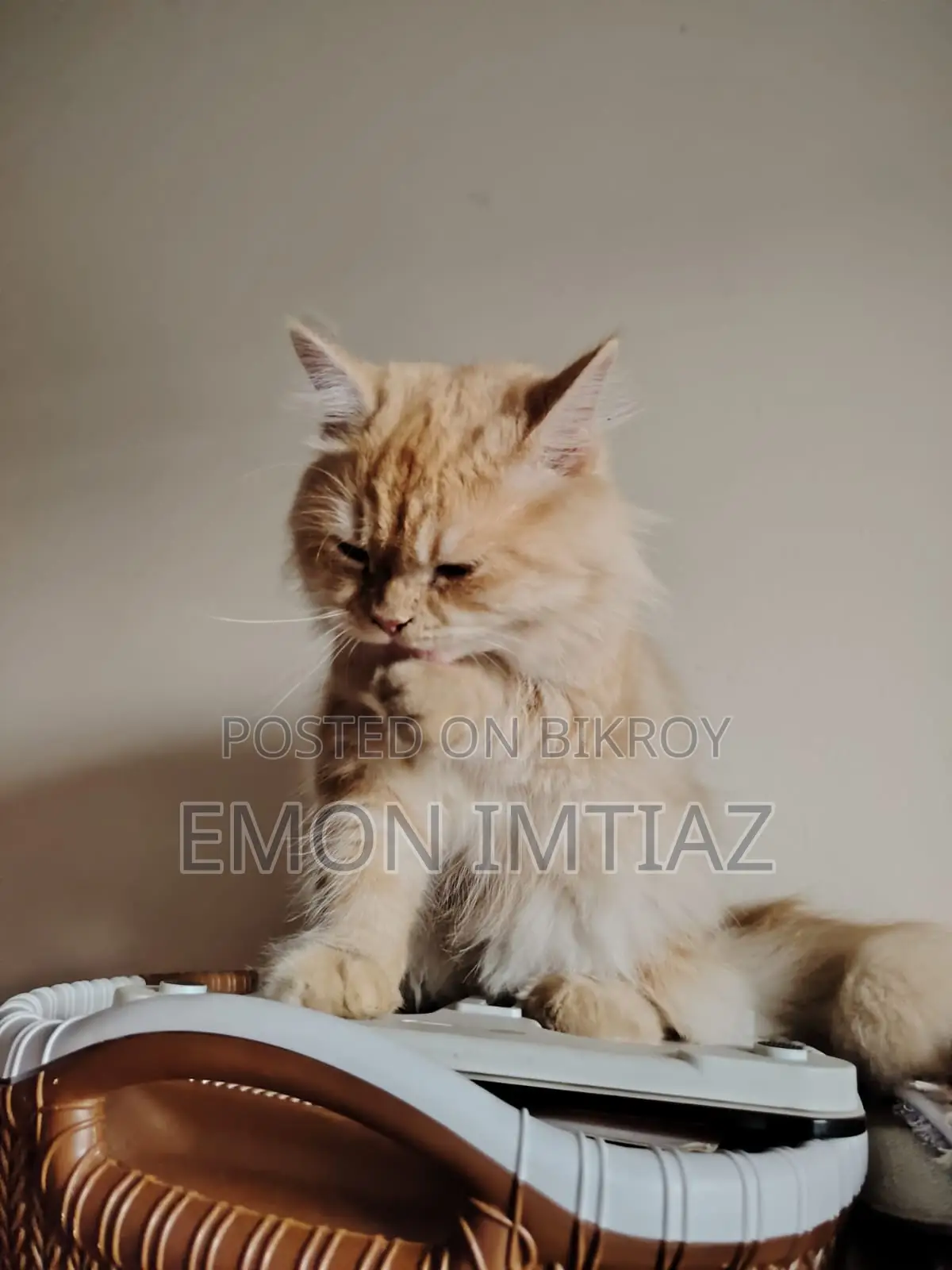 Premium Persian Cat For Sale